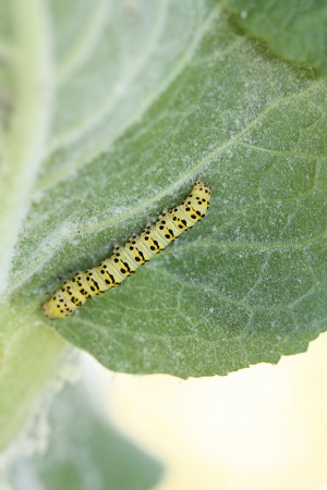 Cucullie de la molène-lychnis  - André Jourdain