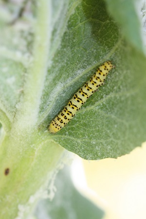 Cucullie de la molène-lychnis  - André Jourdain