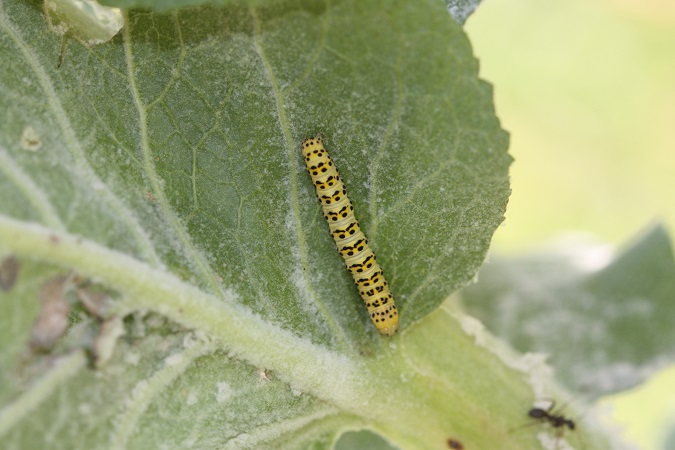 Cucullie de la molène-lychnis  - André Jourdain