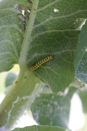 Cucullie de la molène-lychnis  - André Jourdain