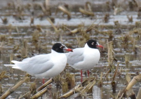 Mouette mélanocéphale  - Jean-François Quété