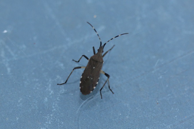 Dicranocephalus agilis  - André Jourdain