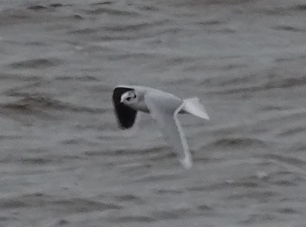 Mouette pygmée  - Patrick Dufour