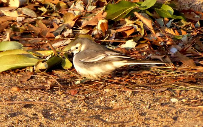 White Wagtail  - Miquel Casas Guirao