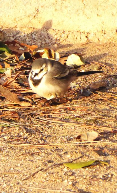 White Wagtail  - Miquel Casas Guirao