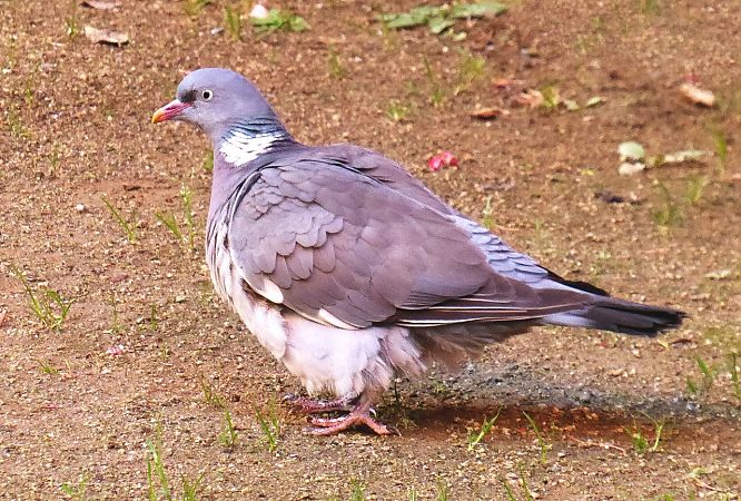 Tudó  - Miquel Casas Guirao