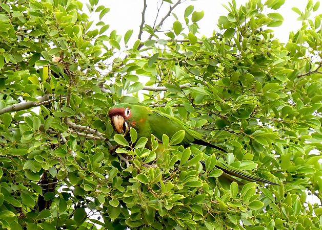 Aratinga mitrada  - Miquel Casas Guirao