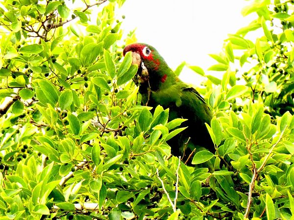 Aratinga mitrada  - Miquel Casas Guirao