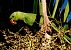 Rose-ringed Parakeet (Psittacula krameri) © Miquel Casas Guirao