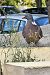 Tudó (Columba palumbus) © Miquel Casas Guirao