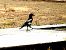 Eurasian Magpie - Casas Guirao Miquel