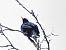 Estornell negre / vulgar (Sturnus unicolor / vulgaris) © Miquel Casas Guirao