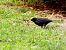 Merla (Turdus merula) © Miquel Casas Guirao