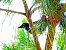 Eurasian Magpie (Pica pica) © Miquel Casas Guirao
