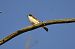 Woodchat Shrike - Gallart Cajo J Gabriel