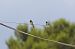 Barn Swallow - Gallart Cajo J Gabriel
