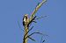 Great Spotted Woodpecker - Gallart Cajo J Gabriel