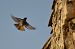 Black Redstart - Gallart Cajo J Gabriel