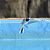 White Wagtail - Gallart Cajo J Gabriel