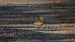 Cirl Bunting - Gallart Cajo J Gabriel