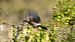 Eurasian Jay - Gallart Cajo J Gabriel