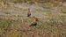 Eurasian Hoopoe - Gallart Cajo J Gabriel