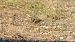 Woodlark - Gallart Cajo J Gabriel