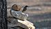 Black Redstart - Gallart Cajo J Gabriel