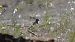 European Goldfinch - Gallart Cajo J Gabriel