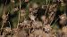 House Sparrow - Gallart Cajo J Gabriel