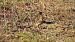 House Sparrow - Gallart Cajo J Gabriel