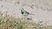 White Wagtail - Gallart Cajo J Gabriel