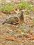 Common Wood Pigeon (Columba palumbus) © Miquel Casas Guirao