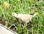 Eurasian Collared Dove (Streptopelia decaocto) © Miquel Casas Guirao