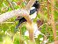 Eurasian Magpie (Pica pica) © Miquel Casas Guirao