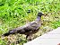 Common Wood Pigeon (Columba palumbus) © Miquel Casas Guirao