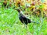 Merle noir (Turdus merula) © Miquel Casas Guirao