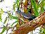 Pigeon ramier (Columba palumbus) © Miquel Casas Guirao