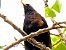 Merla (Turdus merula) © Miquel Casas Guirao