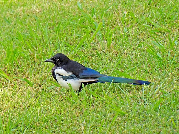 Eurasian Magpie  - Miquel Casas Guirao
