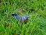 Tudó (Columba palumbus) © Miquel Casas Guirao