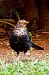 Merla (Turdus merula) © Miquel Casas Guirao