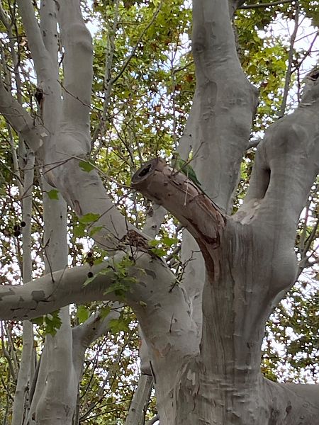 Rose-ringed Parakeet  - J Gabriel Gallart Cajo