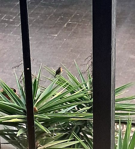 Pit-roig  - Tià Dunyó