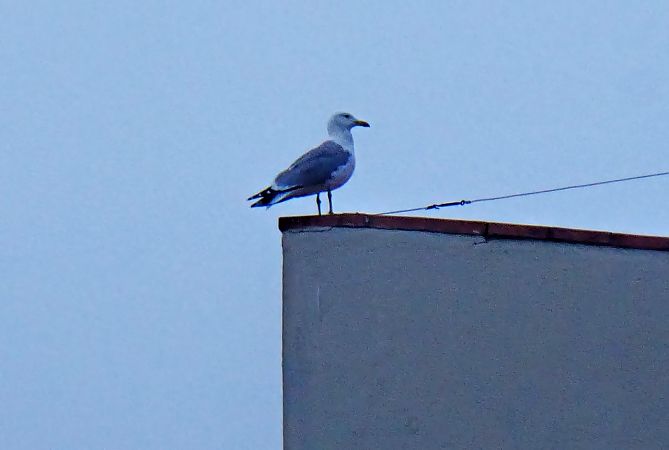 Gavià argentat  - Miquel Casas Guirao