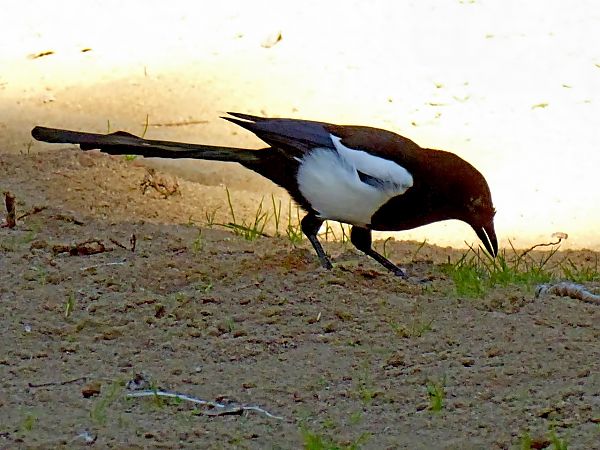 Garsa  - Miquel Casas Guirao