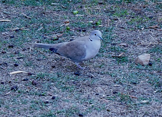 Tórtora turca  - Miquel Casas Guirao