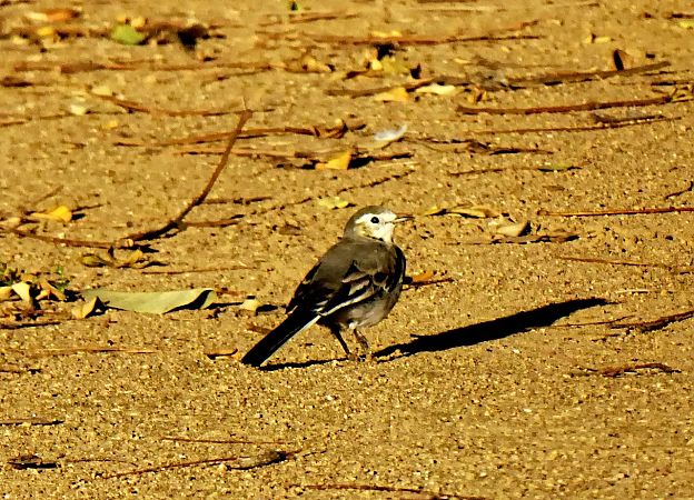 Cuereta blanca vulgar  - Miquel Casas Guirao