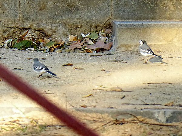 Cuereta blanca vulgar  - Miquel Casas Guirao