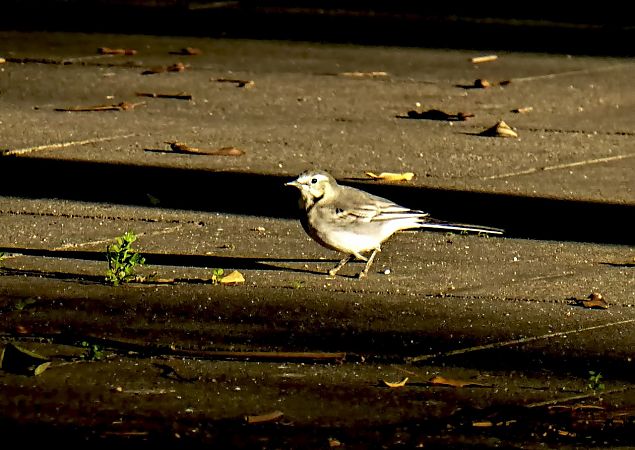 Cuereta blanca vulgar  - Miquel Casas Guirao